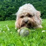 Kelly Brook Instagram - I wish @jeremyparisi would look at Me the way Teddy looks at Manky Balls 🎾