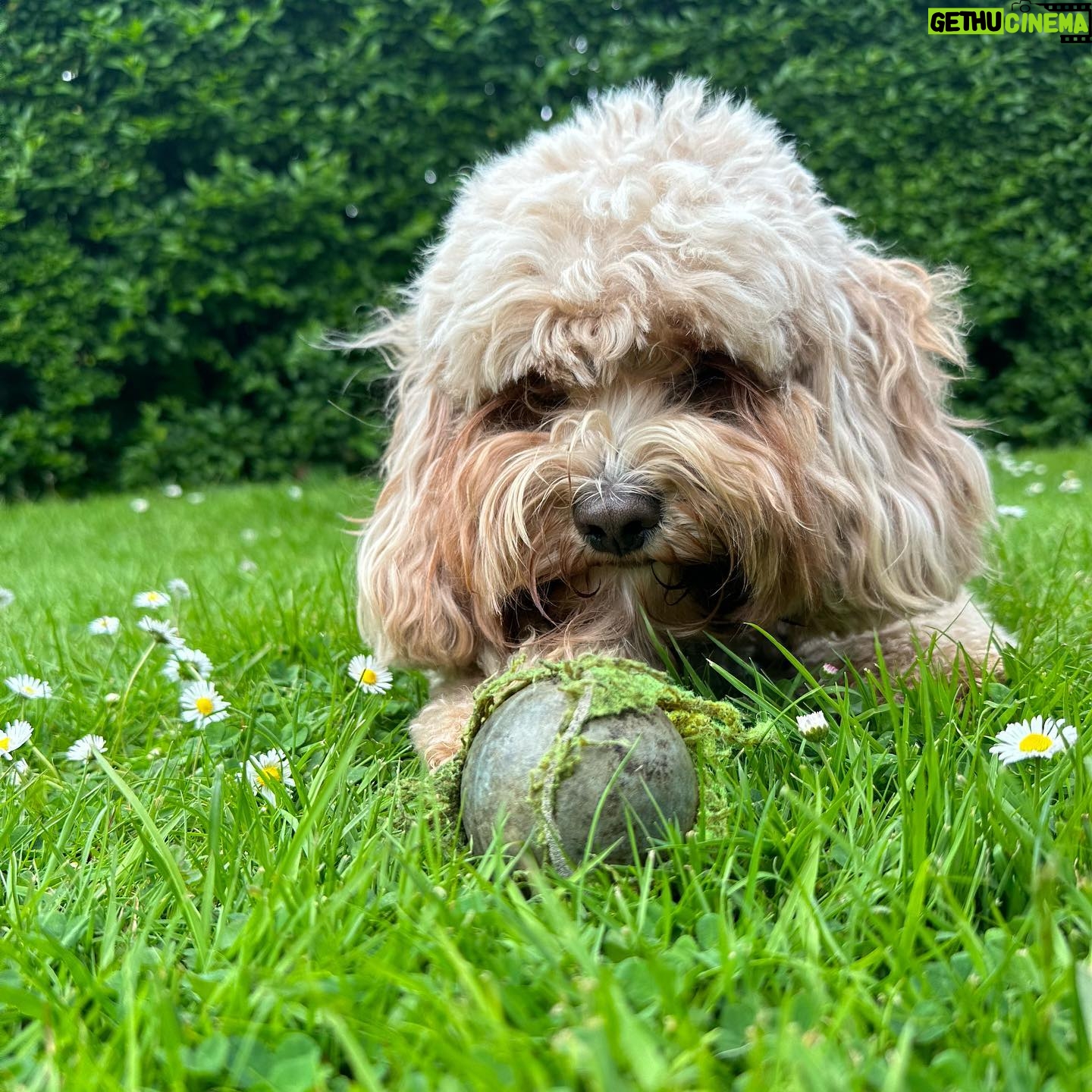Kelly Brook Instagram - I wish @jeremyparisi would look at Me the way Teddy looks at Manky Balls 🎾