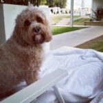 Kelly Brook Instagram - All the Miami Vibes in Bournemouth this weekend for Teddy! 😂👙🏖️🐶🌊🍹#DogFriendly