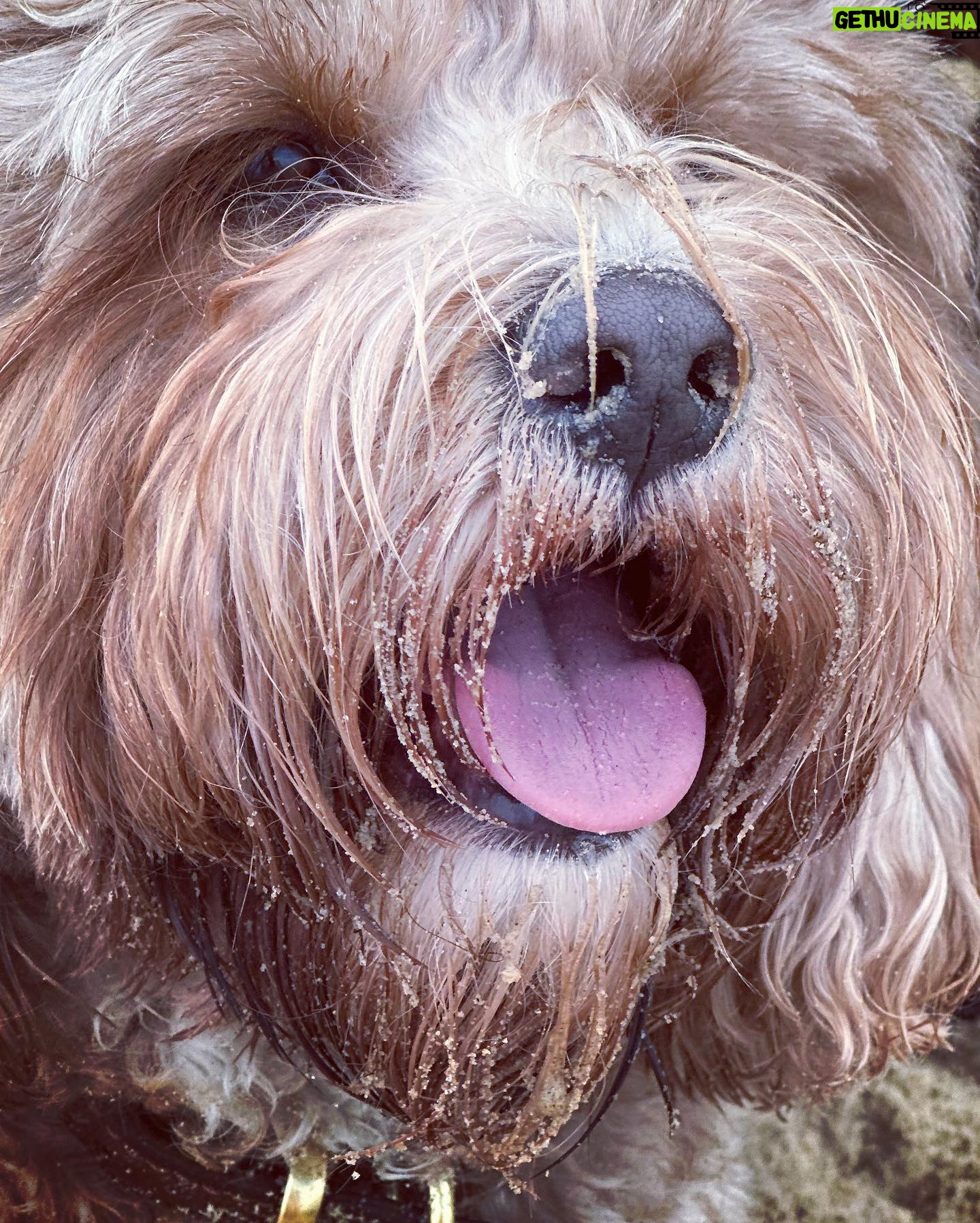 Kelly Brook Instagram - All the Miami Vibes in Bournemouth this weekend for Teddy! ππποΈπΆππΉ#DogFriendly