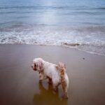 Kelly Brook Instagram - All the Miami Vibes in Bournemouth this weekend for Teddy! 😂👙🏖️🐶🌊🍹#DogFriendly