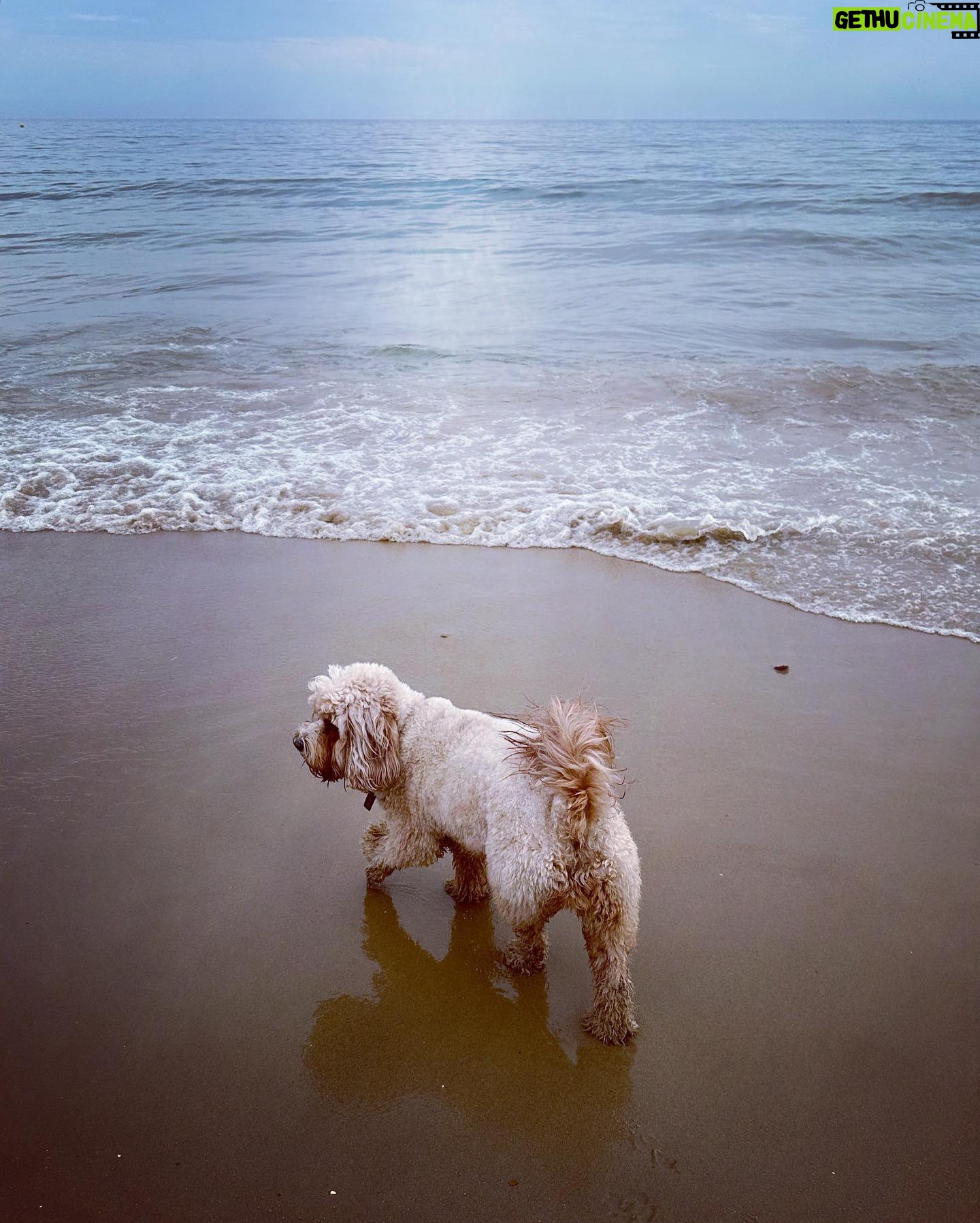 Kelly Brook Instagram - All the Miami Vibes in Bournemouth this weekend for Teddy! ππποΈπΆππΉ#DogFriendly