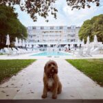 Kelly Brook Instagram - All the Miami Vibes in Bournemouth this weekend for Teddy! 😂👙🏖️🐶🌊🍹#DogFriendly