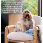 Kelly Brook Instagram - Introducing #BarkitecturalDigest, a digital content series to inspire pet owners wanting to give their pets a life of luxury for less.​ ​ Here we spoke with dog mum and interiors fan @iamkb about all things pet and the home. She’s never far from her beloved cavapoo, Teddy, so it’s no surprise that elements of her home are designed not only to match her style, but with him in mind.​ ​ At Homesense, you don’t have to compromise when it comes to your pets – or your interior style. With quality pet products and homeware at incredible value all year round, and fresh deliveries arriving throughout the week, you never know what you might find.​ ​ Follow along for tips and inspiration. Welcome to a world where every pawprint adds a touch of charm to your home 🤍 ​ ​ #PetsOfHomesense #BarkitecturalDigest #AD