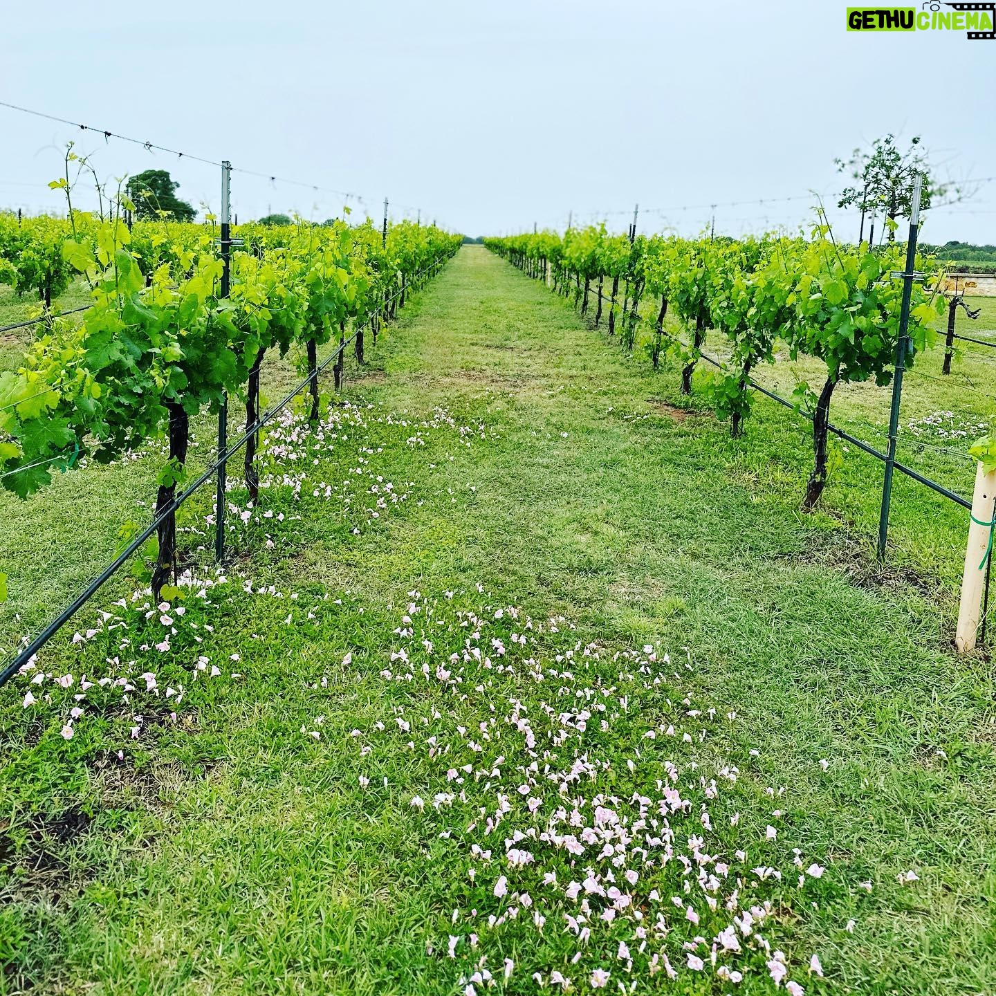 Kelly Brook Instagram - Road Trip through Texas Wine Country stopping off at @beckervineyards for a tasting of some of the best wines Texas has to offer!! @traveltex @visitfredtx #Texastodo #LetsTexas π€ πβοΈπΊπΈπ·