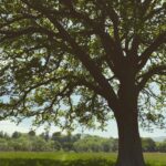 Kelly Reilly Instagram - There are some places that live in you ,at the foot of your soul . Underneath every place you have ever loved or ever will . This is mine , a field in West Sussex ,England