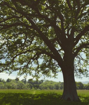 Kelly Reilly Instagram - There are some places that live in you ,at the foot of your soul . Underneath every place you have ever loved or ever will . This is mine , a field in West Sussex ,England