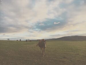 Kelly Reilly Instagram - The South Downs in West Sussex , England . The softest light this afternoon and the gentlest soul