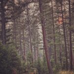 Kelly Reilly Instagram - Beautiful goodbye in the forest on my last day in Montana this year , see you later friends x