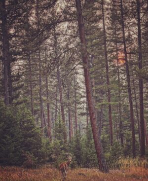 Kelly Reilly Instagram - Beautiful goodbye in the forest on my last day in Montana this year , see you later friends x