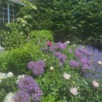 Kelly Reilly Instagram - Got to see my garden again for a minute . All the peonies are here and the climbing hydrangeas have climbed 💜