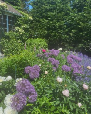 Kelly Reilly Instagram - Got to see my garden again for a minute . All the peonies are here and  the climbing hydrangeas have climbed 💜