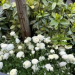 Kelly Rutherford Instagram - NYC 🌿🍃🕊️💫