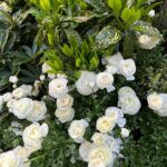 Kelly Rutherford Instagram - NYC 🌿🍃🕊️💫