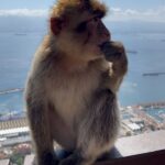 Kelly Vedovelli Instagram - GIBRALTAR 🇬🇮 St Michael’s Cave and Monkeys 🙊