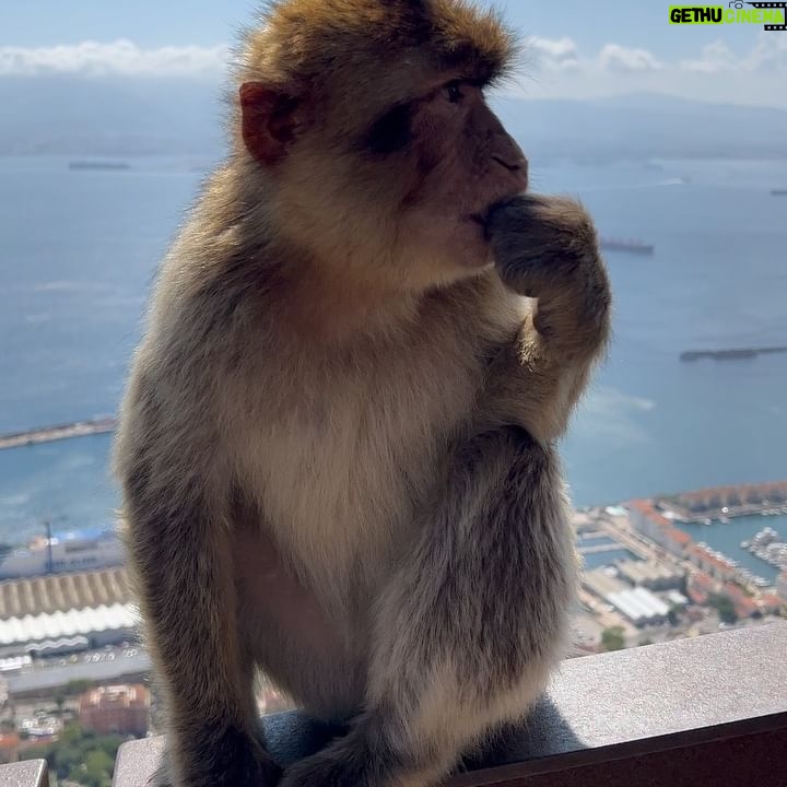 Kelly Vedovelli Instagram - GIBRALTAR 🇬🇮 St Michael’s Cave and Monkeys 🙊