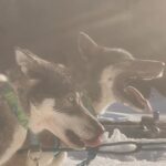 Kellyn Sun Instagram - I had an amazing experience with the sled dogs 😍🙌🏼 The dogs have so much fun doing it, for them it’s like a game, they love running, and after each person they give the dogs water and we can cuddle them after the session 🥰🤍