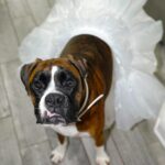 Kelsey Owens Instagram - We still have a lot of last minute wedding details to iron out, but having Bella in wedding shape isn’t one of them! ✔️ If you’re wanting to add some extra Spring in your dogs step be sure to click the link in my bio or head to thefarmersdog.com/kelseyo50 to get 50% off your first box of Farmers Dog FREE shipping! #thefarmersdog #TFDpartner @thefarmersdog