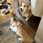 Kemisara Paladesh Instagram – 🐶🐶🐶🐶 woof woof Friday night