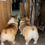Kemisara Paladesh Instagram – 🐶🐶🐶🐶 woof woof Friday night