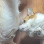 Kemisara Paladesh Instagram – 🐶🐶🐶🐶 woof woof Friday night