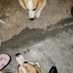 Kemisara Paladesh Instagram – 🐶🐶🐶🐶 woof woof Friday night