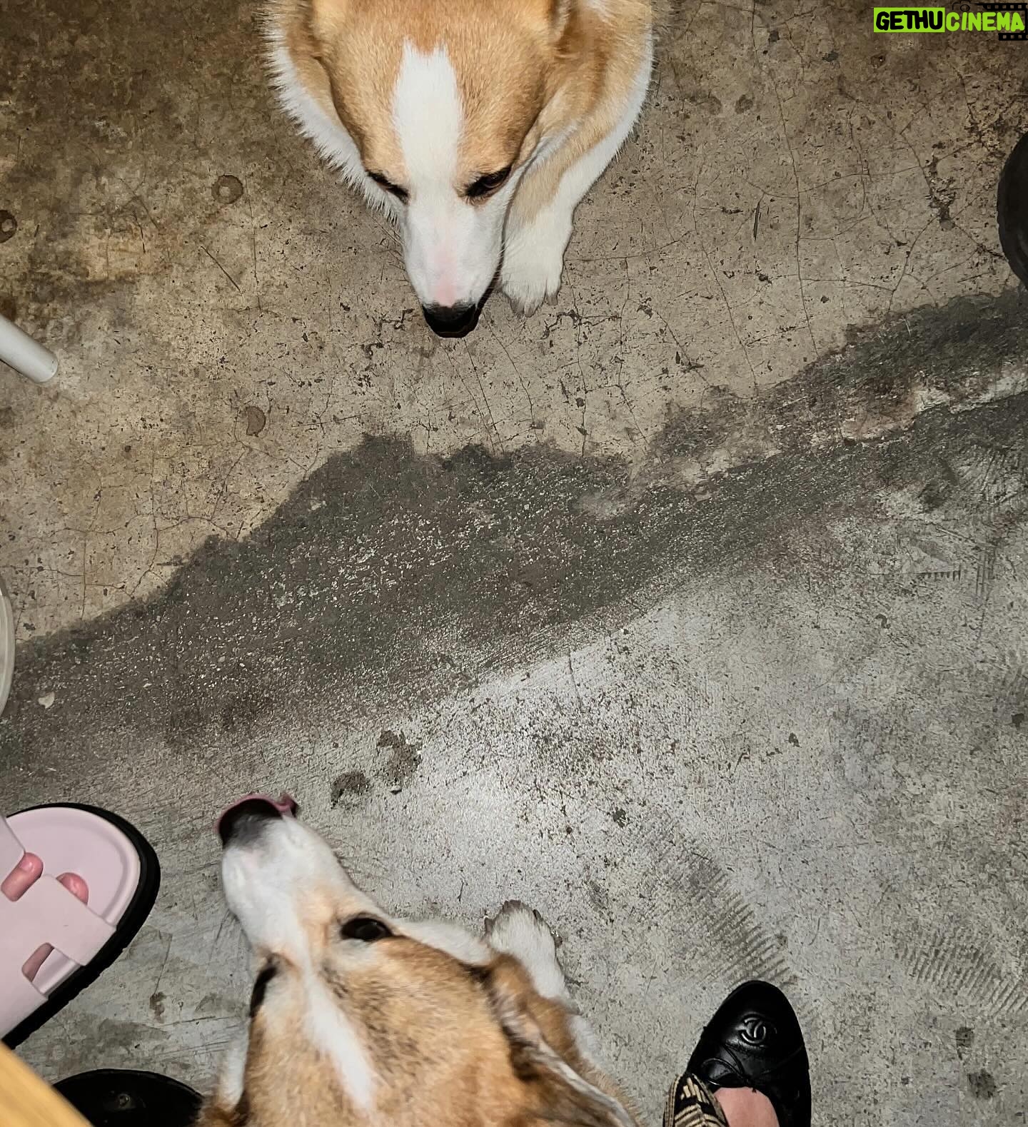Kemisara Paladesh Instagram - 🐶🐶🐶🐶 woof woof Friday night