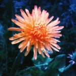 Kenshi Yonezu Instagram – 花