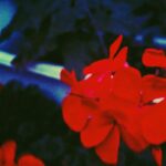 Kenshi Yonezu Instagram -