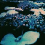Kenshi Yonezu Instagram -
