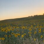 Ketevan Topuriya Instagram – Some sweet memories 🌻