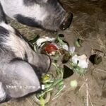 Kevin Bacon Instagram - Entering the #RingOfFire, but I didn’t come empty-handed. Think June and Johnny enjoyed tonight’s compost? #GoatSongs