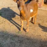 Kevin Bacon Instagram - No actual goats were harmed in making this video
