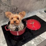 Khánh Linh Instagram – Vậy là đã một tuần tròn kể từ ngày Yoyo đi. Ngày con đi, hoàng hôn thật rực rỡ và là hoàng hôn dài nhất ở Sài Gòn mà mình từng thấy. Mỗi ngày thức dậy mình đều quan sát cảm xúc của mình và cách bản thân mình đối mặt với chuyện này.

Có nỗi buồn lớn và cả nỗi nhớ dành cho con thật nhiều, có cả những tiếc nuối vì nhận ra nhiều lúc mình đã sống thật vội vã mà không kịp có thêm những khoảnh khắc tuyệt vời với con. Nhớ đôi mắt buồn, cái mông hay lắc và những cái hôn buổi sáng của con. Những ngày đầu tiên con đi mình cảm thấy mất mát thật nhiều, nhưng đến hôm nay mình thấy thật biết ơn vì con đã đến với mình lúc đó. Những ngày đầu bắt đầu lại ở Sài Gòn thật cô đơn nhưng ổn hơn vì có con, con len lỏi vào trái tim mình, dạy mình cách yêu, dạy mình trách nhiệm và là chỗ dựa tinh thần thật sự – luôn đồng cảm mỗi khi mình buồn. Tới bây giờ, khi mình đã bắt đầu mở lòng hơn với mọi thứ, vũ trụ đã đưa cho con một hành trình khác. Nhưng với mình con vẫn ở đây, trong tim mình và trong từng khoảnh khắc. Con ở trên chiếc ghế con hay ngồi mỗi khi ăn cơm, trên góc sofa vàng bên trái, trong khoảnh khắc mình thức giấc, một phần trong trái tim mình. Con ở trong mình. Mình đã bước qua được cảm giác mất mát, con dạy mình hiểu rằng với những trải nghiệm tiếp theo, mình cần sống ở hiện tại hơn, để không còn nuối tiếc. Đó là một món quà lớn mà vũ trụ tặng mình, thông qua hành trình với con.

Letting go, letting be and surrendering to the presence.

Thanks for the companionship.