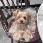 Khánh Linh Instagram - Vậy là đã một tuần tròn kể từ ngày Yoyo đi. Ngày con đi, hoàng hôn thật rực rỡ và là hoàng hôn dài nhất ở Sài Gòn mà mình từng thấy. Mỗi ngày thức dậy mình đều quan sát cảm xúc của mình và cách bản thân mình đối mặt với chuyện này. Có nỗi buồn lớn và cả nỗi nhớ dành cho con thật nhiều, có cả những tiếc nuối vì nhận ra nhiều lúc mình đã sống thật vội vã mà không kịp có thêm những khoảnh khắc tuyệt vời với con. Nhớ đôi mắt buồn, cái mông hay lắc và những cái hôn buổi sáng của con. Những ngày đầu tiên con đi mình cảm thấy mất mát thật nhiều, nhưng đến hôm nay mình thấy thật biết ơn vì con đã đến với mình lúc đó. Những ngày đầu bắt đầu lại ở Sài Gòn thật cô đơn nhưng ổn hơn vì có con, con len lỏi vào trái tim mình, dạy mình cách yêu, dạy mình trách nhiệm và là chỗ dựa tinh thần thật sự - luôn đồng cảm mỗi khi mình buồn. Tới bây giờ, khi mình đã bắt đầu mở lòng hơn với mọi thứ, vũ trụ đã đưa cho con một hành trình khác. Nhưng với mình con vẫn ở đây, trong tim mình và trong từng khoảnh khắc. Con ở trên chiếc ghế con hay ngồi mỗi khi ăn cơm, trên góc sofa vàng bên trái, trong khoảnh khắc mình thức giấc, một phần trong trái tim mình. Con ở trong mình. Mình đã bước qua được cảm giác mất mát, con dạy mình hiểu rằng với những trải nghiệm tiếp theo, mình cần sống ở hiện tại hơn, để không còn nuối tiếc. Đó là một món quà lớn mà vũ trụ tặng mình, thông qua hành trình với con. Letting go, letting be and surrendering to the presence. Thanks for the companionship.