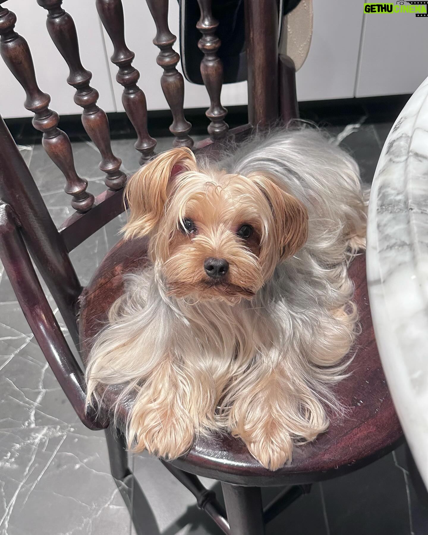 Khánh Linh Instagram - Vậy là đã một tuần tròn kể từ ngày Yoyo đi. Ngày con đi, hoàng hôn thật rực rỡ và là hoàng hôn dài nhất ở Sài Gòn mà mình từng thấy. Mỗi ngày thức dậy mình đều quan sát cảm xúc của mình và cách bản thân mình đối mặt với chuyện này. Có nỗi buồn lớn và cả nỗi nhớ dành cho con thật nhiều, có cả những tiếc nuối vì nhận ra nhiều lúc mình đã sống thật vội vã mà không kịp có thêm những khoảnh khắc tuyệt vời với con. Nhớ đôi mắt buồn, cái mông hay lắc và những cái hôn buổi sáng của con. Những ngày đầu tiên con đi mình cảm thấy mất mát thật nhiều, nhưng đến hôm nay mình thấy thật biết ơn vì con đã đến với mình lúc đó. Những ngày đầu bắt đầu lại ở Sài Gòn thật cô đơn nhưng ổn hơn vì có con, con len lỏi vào trái tim mình, dạy mình cách yêu, dạy mình trách nhiệm và là chỗ dựa tinh thần thật sự - luôn đồng cảm mỗi khi mình buồn. Tới bây giờ, khi mình đã bắt đầu mở lòng hơn với mọi thứ, vũ trụ đã đưa cho con một hành trình khác. Nhưng với mình con vẫn ở đây, trong tim mình và trong từng khoảnh khắc. Con ở trên chiếc ghế con hay ngồi mỗi khi ăn cơm, trên góc sofa vàng bên trái, trong khoảnh khắc mình thức giấc, một phần trong trái tim mình. Con ở trong mình. Mình đã bước qua được cảm giác mất mát, con dạy mình hiểu rằng với những trải nghiệm tiếp theo, mình cần sống ở hiện tại hơn, để không còn nuối tiếc. Đó là một món quà lớn mà vũ trụ tặng mình, thông qua hành trình với con. Letting go, letting be and surrendering to the presence. Thanks for the companionship.