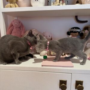 Khloé Kardashian Instagram - Welcome to the family Baby Kitty 🐈‍⬛ 

All True wanted for her six birthday was another kitty. She is such a great kitty mommy to Grey Kitty. I know she will be just as wonderful to Baby Kitty. 
Never in a million years did I think I would have one cat let alone two. But here we are and I love them. I love how much my kids love them as well. But this is my maximum for cats. Two is enough. 

Anyways, welcome Baby Kitty to the family. I’m sure Grey Kitty will be so happy to have a friend