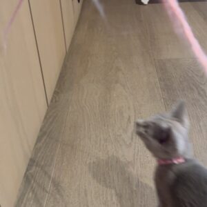 Khloé Kardashian Instagram - Welcome to the family Baby Kitty 🐈‍⬛ 

All True wanted for her six birthday was another kitty. She is such a great kitty mommy to Grey Kitty. I know she will be just as wonderful to Baby Kitty. 
Never in a million years did I think I would have one cat let alone two. But here we are and I love them. I love how much my kids love them as well. But this is my maximum for cats. Two is enough. 

Anyways, welcome Baby Kitty to the family. I’m sure Grey Kitty will be so happy to have a friend