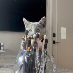 Khloé Kardashian Instagram - Welcome to the family Baby Kitty 🐈‍⬛ 

All True wanted for her six birthday was another kitty. She is such a great kitty mommy to Grey Kitty. I know she will be just as wonderful to Baby Kitty. 
Never in a million years did I think I would have one cat let alone two. But here we are and I love them. I love how much my kids love them as well. But this is my maximum for cats. Two is enough. 

Anyways, welcome Baby Kitty to the family. I’m sure Grey Kitty will be so happy to have a friend