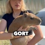 Kiera Bridget Instagram – Surprising sussy capybara GORT with his all time FAVORITE TREAT 🤨