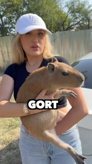 Kiera Bridget Instagram - Surprising sussy capybara GORT with his all time FAVORITE TREAT 🤨