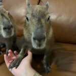 Kiera Bridget Instagram – GAHHH HE FINALLY PULLED UP EPIC VICTORY ROYALE MOMENT 🫦 @theurbanrescueranch ily I took the possum home with me TSA didn’t find it