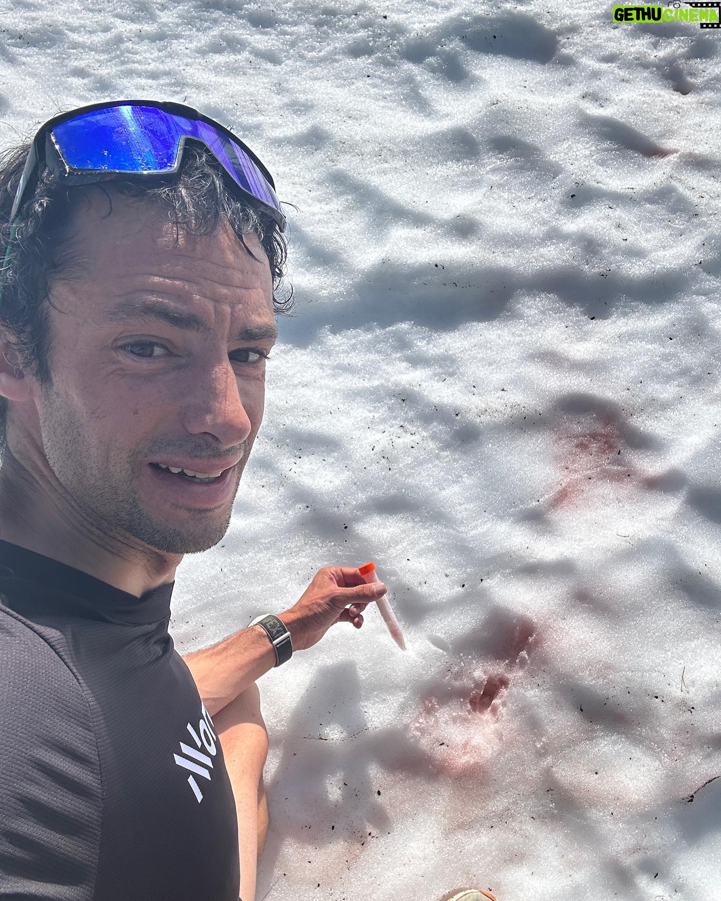 Kilian Jornet - 42.7K Likes - Snow is such an amazing element ( or more correctly the best state of water ) and even if we spend lots amounts of time on it, skiing, running, climbing, playing, etc. we don’t really know much about it. Some years ago I got to know Eric Maréchal and the work he and his team are doing studying the organisms living inside the snow, specially the algae.
Yes, if you have seen in the spring this red marks in the snow, those are algae. (Pictures 2 and 3)
This year Eric gave me some tubes for samples collection. Yet in Himalaya I didn’t find any algae in altitude, but today in my training from home I could take some samples from Norwegian snow for the Alpalga project.
