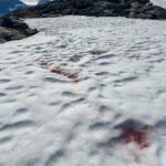 Kilian Jornet Instagram - Snow is such an amazing element ( or more correctly the best state of water ) and even if we spend lots amounts of time on it, skiing, running, climbing, playing, etc. we don’t really know much about it. Some years ago I got to know Eric Maréchal and the work he and his team are doing studying the organisms living inside the snow, specially the algae. Yes, if you have seen in the spring this red marks in the snow, those are algae. (Pictures 2 and 3) This year Eric gave me some tubes for samples collection. Yet in Himalaya I didn’t find any algae in altitude, but today in my training from home I could take some samples from Norwegian snow for the Alpalga project.