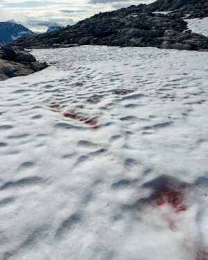 Kilian Jornet Instagram - Snow is such an amazing element ( or more correctly the best state of water ) and even if we spend lots amounts of time on it, skiing, running, climbing, playing, etc. we don’t really know much about it. Some years ago I got to know Eric Maréchal and the work he and his team are doing studying the organisms living inside the snow, specially the algae. 

Yes, if you have seen in the spring this red marks in the snow, those are algae. (Pictures 2 and 3)

This year Eric gave me some tubes for samples collection. Yet in Himalaya I didn’t find any algae in altitude, but today in my training from home I could take some samples from Norwegian snow for the Alpalga project.