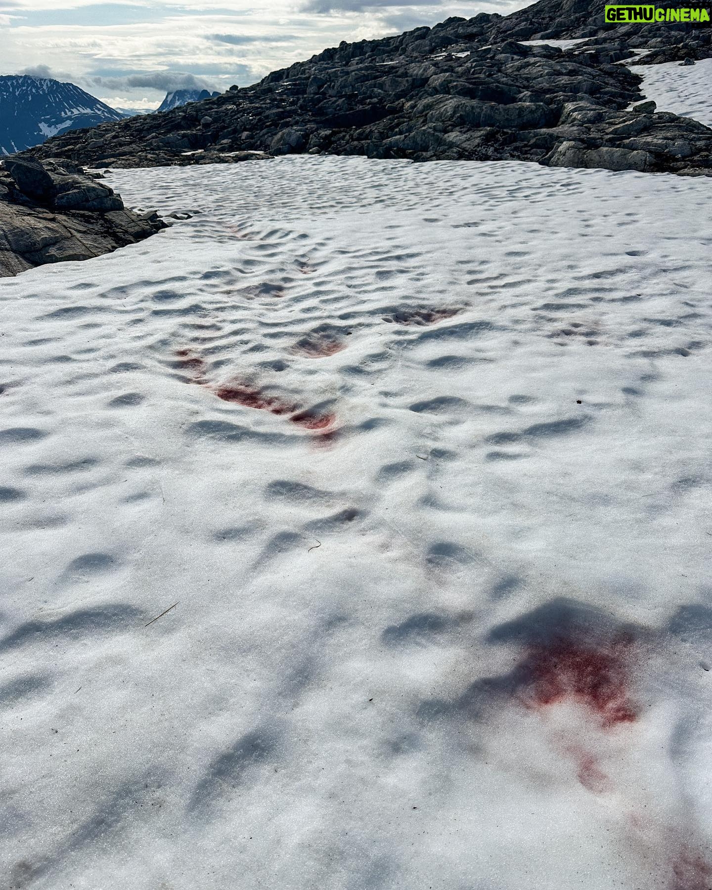 Kilian Jornet - 42.7K Likes - Snow is such an amazing element ( or more correctly the best state of water ) and even if we spend lots amounts of time on it, skiing, running, climbing, playing, etc. we don’t really know much about it. Some years ago I got to know Eric Maréchal and the work he and his team are doing studying the organisms living inside the snow, specially the algae.
Yes, if you have seen in the spring this red marks in the snow, those are algae. (Pictures 2 and 3)
This year Eric gave me some tubes for samples collection. Yet in Himalaya I didn’t find any algae in altitude, but today in my training from home I could take some samples from Norwegian snow for the Alpalga project.