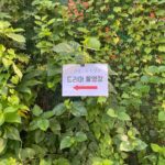 Kim Bo-ra Instagram – 아직 부족한 부분이 많아서 아쉬움 또한 많지만 끝까지 응원해 주신 분들 덕분에 힘이 났습니다! 마지막까지 ’ 모래에도 꽃이 핀다‘ 와 ’미란‘을 응원해 주셔서 감사했습니다🌷 또 작품과 역할에 몰입할 수 있게 도와주신 스태프 배우님들 정말 정말 고생 많으셨습니다. 감사합니다🌷