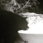 Kim Cattrall Instagram - We had a late night visitor.. 🇨🇦 @hellobc 🧸 🎵Teddy Bear’s Picnic- Nina Steele