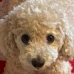 Kim Da-som Instagram - 산책 시러하고 과일 엄청 좋아하는애😳 여덟살이고 말 많아서 같이 있으면 재밌음 ♥️🐩🐾