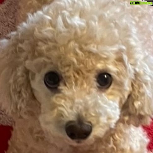 Kim Da-som Instagram - 산책 시러하고 과일 엄청 좋아하는애😳 여덟살이고 말 많아서 같이 있으면 재밌음 ♥️🐩🐾
